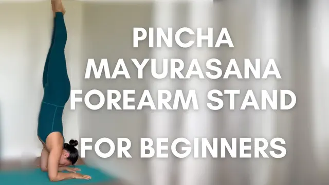 How to do Forearm Stand Pincha Mayurasana #pinchamayurasana #yogaforbeginners #yogapractice #yoga