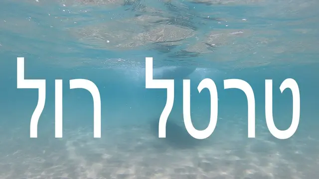 טרטל רול | turtle roll