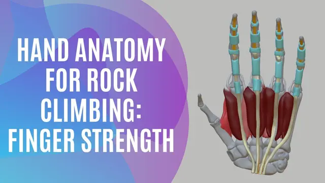 Hand Anatomy in Rock Climbing - Open Grip and Crimps